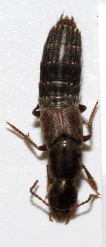 Ocypus sp.